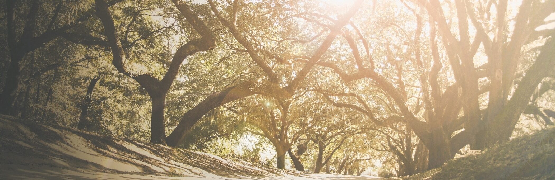 Picture of scenic trees in South Carolina.