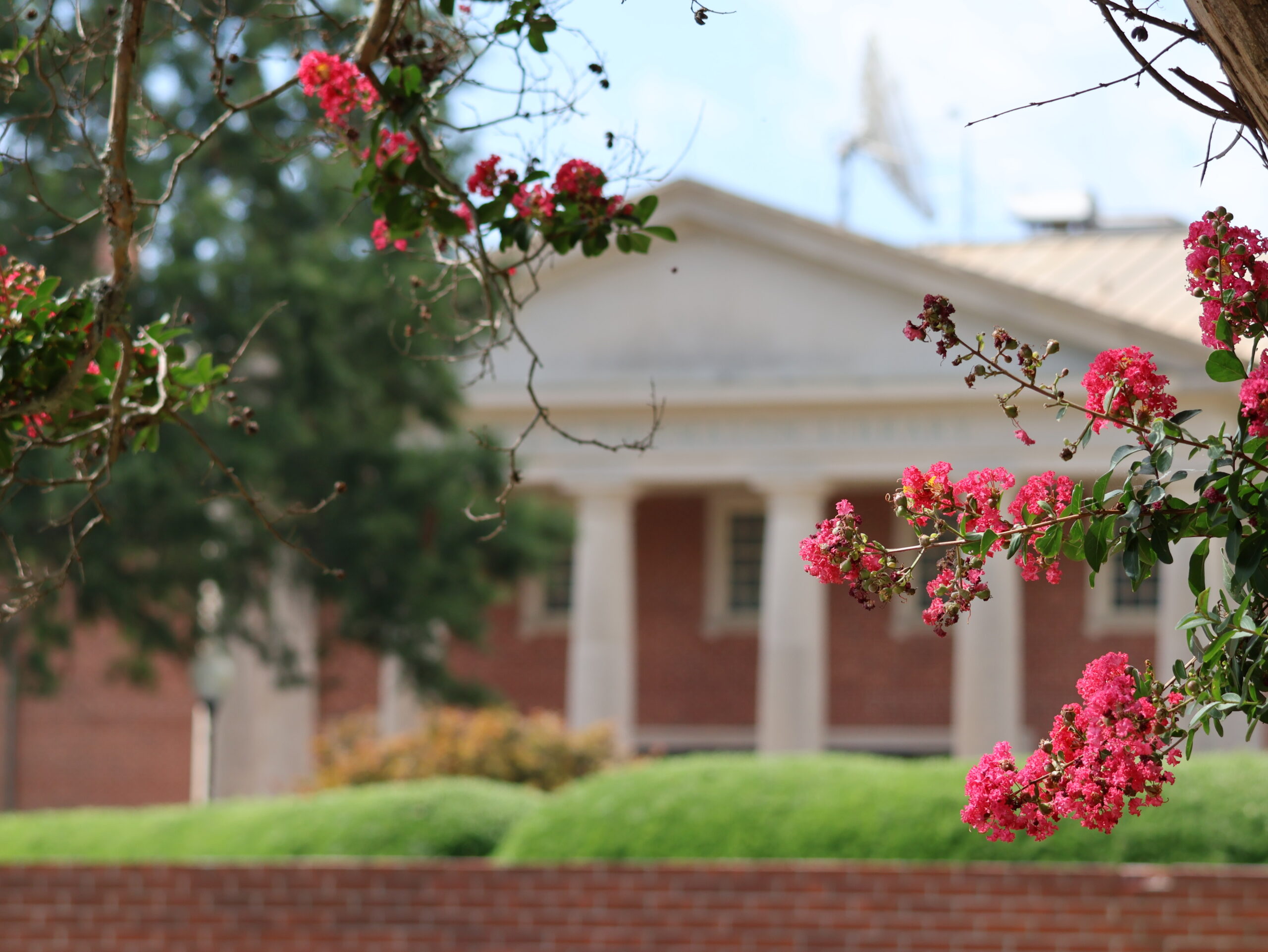 Scenic photo of flowers in front of Thomason Library.