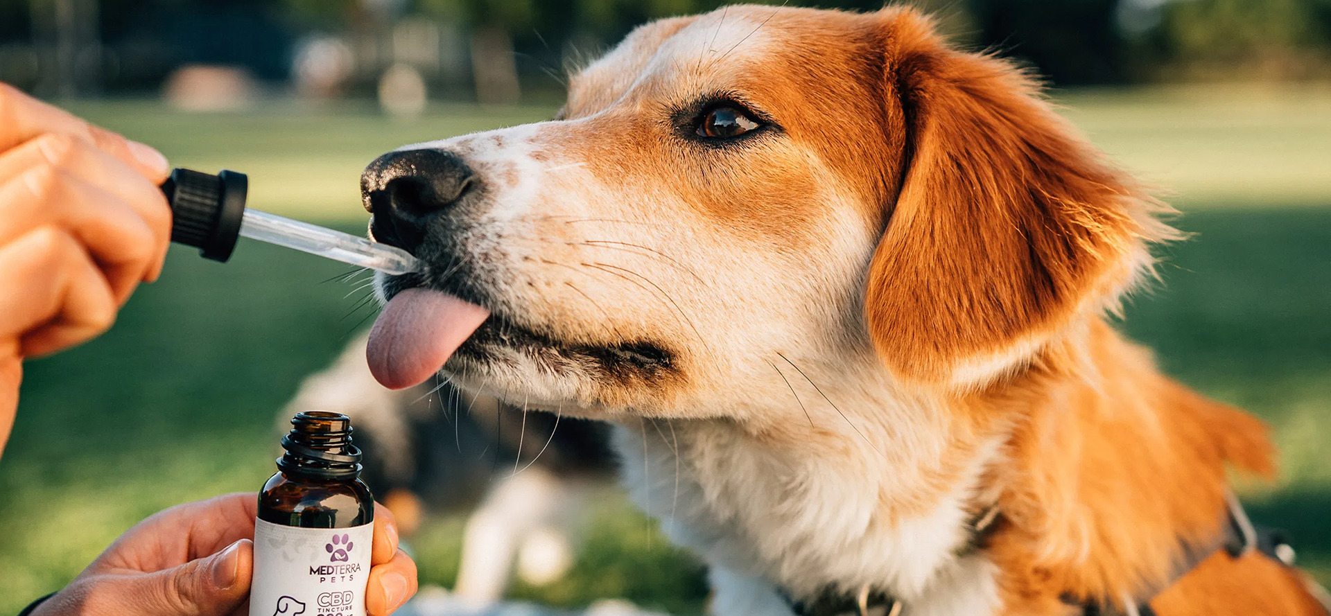 Paws and Relax How CBD is Revolutionizing Canine Comfort